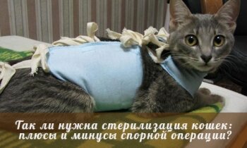 Нужна ли стерилизация кошек