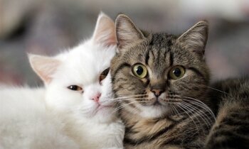 влюбленная парочка котиков