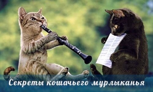 котята музыканты